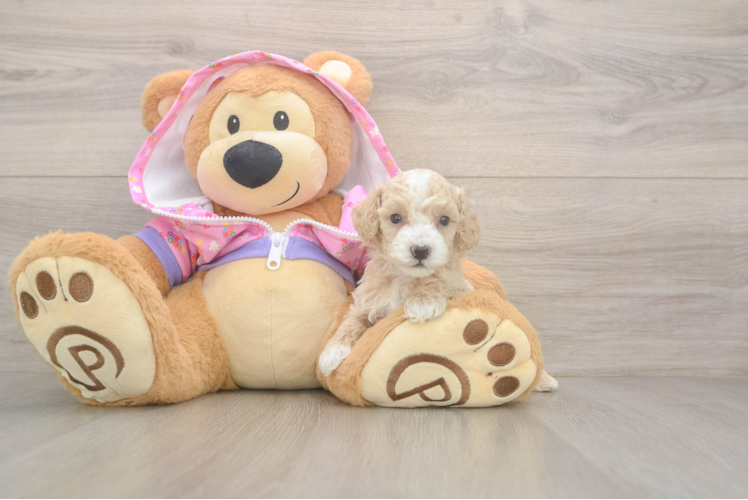 Poodle Puppy for Adoption