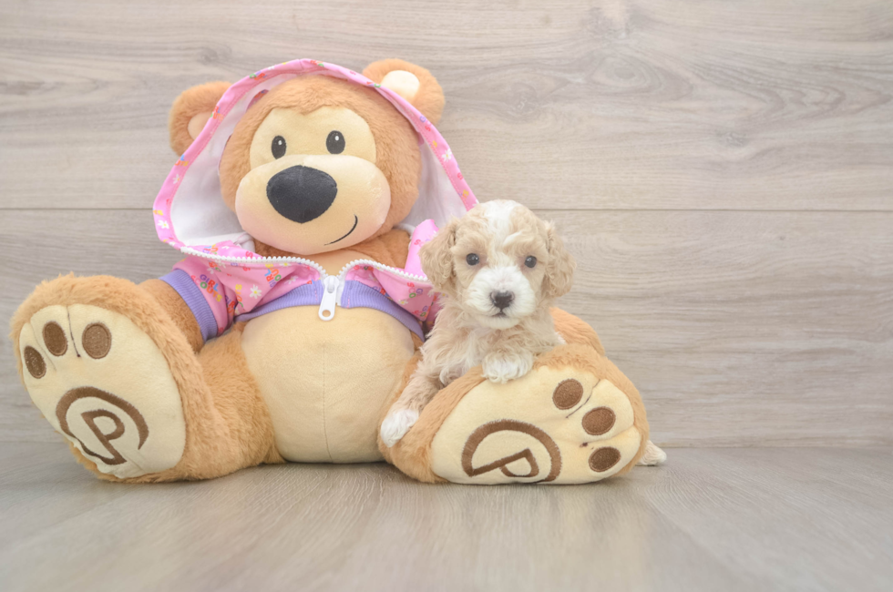 5 week old Poodle Puppy For Sale - Seaside Pups