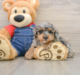 7 week old Poodle Puppy For Sale - Seaside Pups