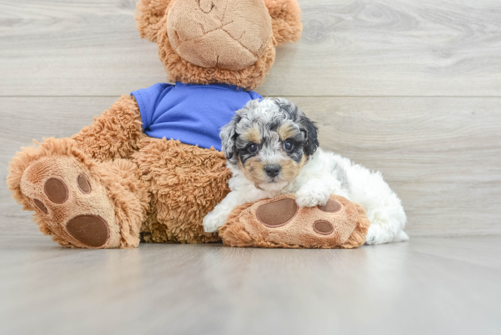 Petite Caniche Purebred Puppy