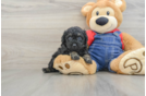 Hypoallergenic Poodle Purebred Pup