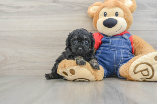 Hypoallergenic Poodle Purebred Pup