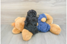 Best Poodle Baby