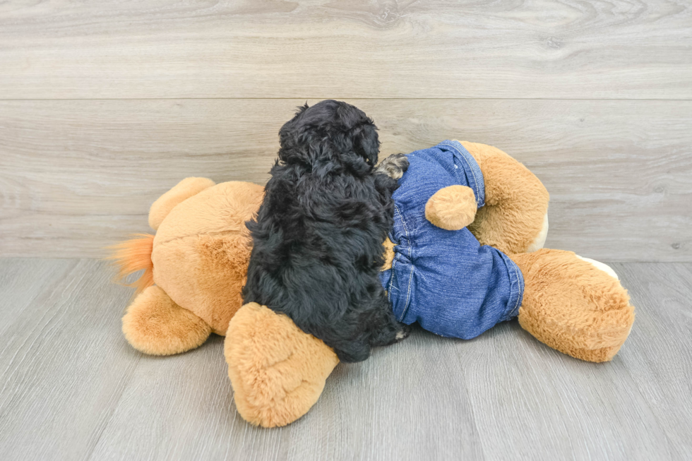 Best Poodle Baby