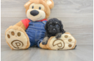 Poodle Pup Being Cute