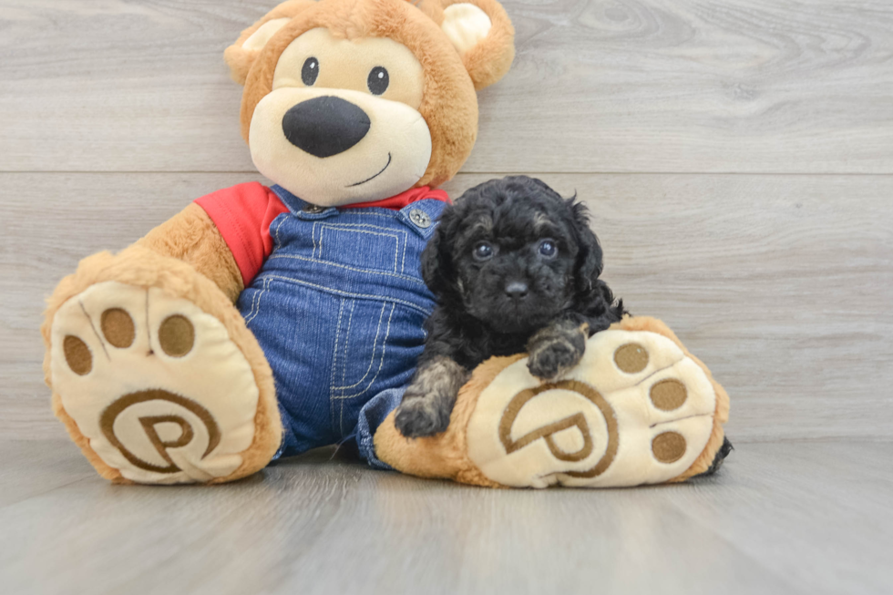 Poodle Pup Being Cute