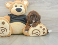 6 week old Poodle Puppy For Sale - Seaside Pups