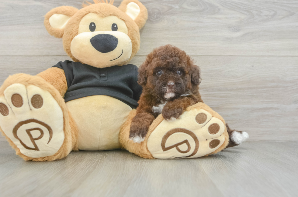5 week old Poodle Puppy For Sale - Seaside Pups