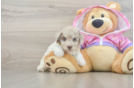 Poodle Pup Being Cute