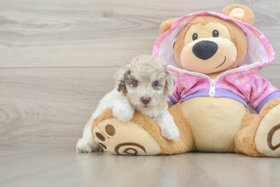 Poodle Pup Being Cute