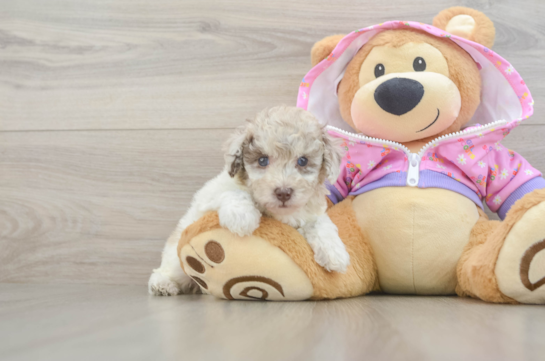 Poodle Pup Being Cute