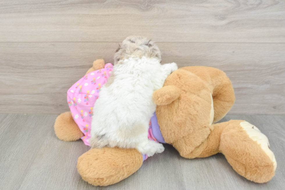 Best Poodle Baby