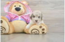 Small Poodle Purebred Pup