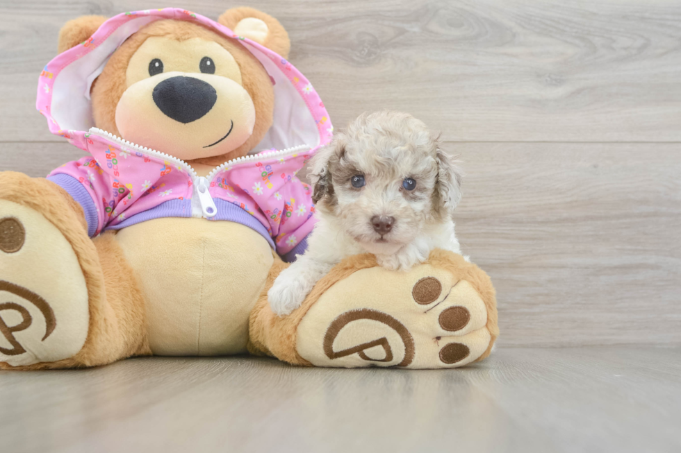 Small Poodle Purebred Pup