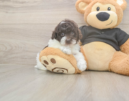 9 week old Poodle Puppy For Sale - Seaside Pups