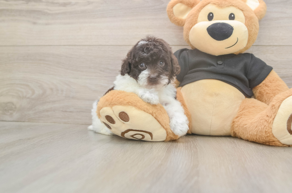 5 week old Poodle Puppy For Sale - Seaside Pups