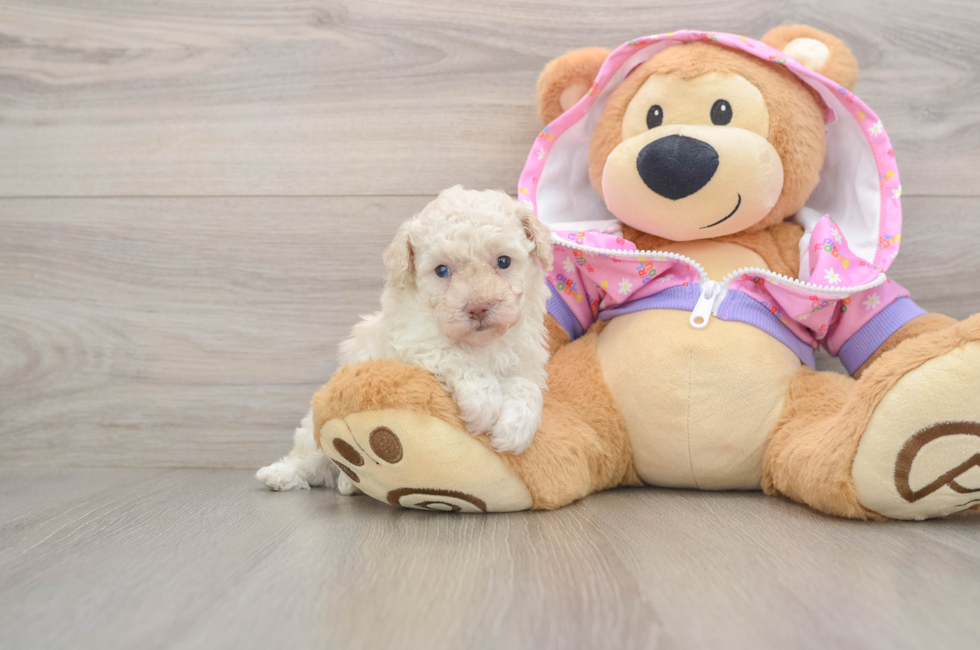 5 week old Poodle Puppy For Sale - Seaside Pups