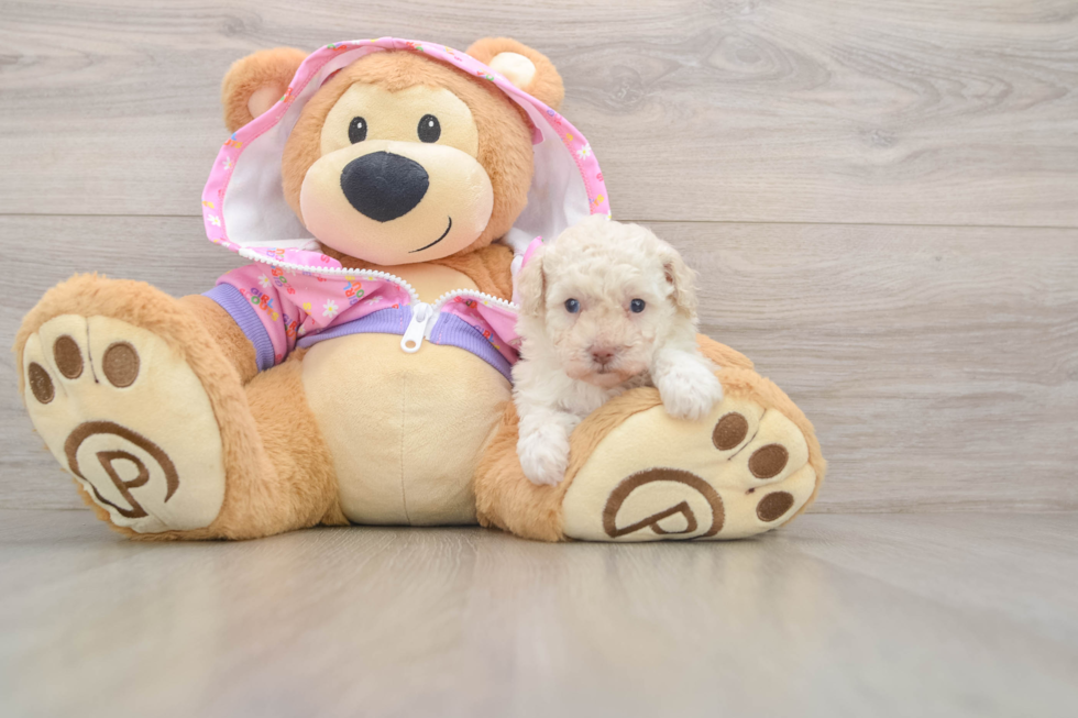Adorable Toy Poodle Purebred Puppy