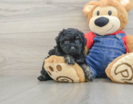 7 week old Poodle Puppy For Sale - Seaside Pups
