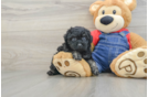 Poodle Pup Being Cute