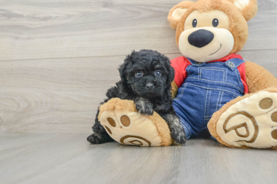 Poodle Pup Being Cute