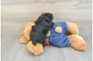 Poodle Pup Being Cute