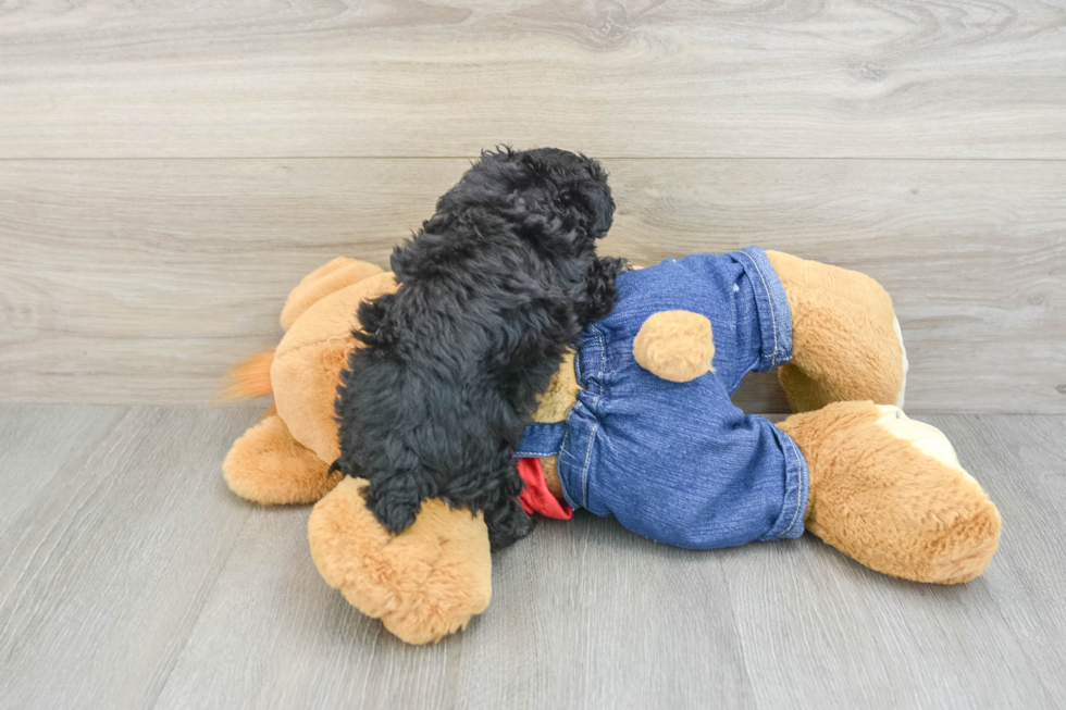 Poodle Pup Being Cute