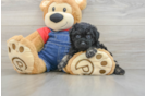 Adorable Pudel Purebred Puppy