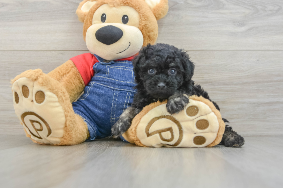 Adorable Pudel Purebred Puppy