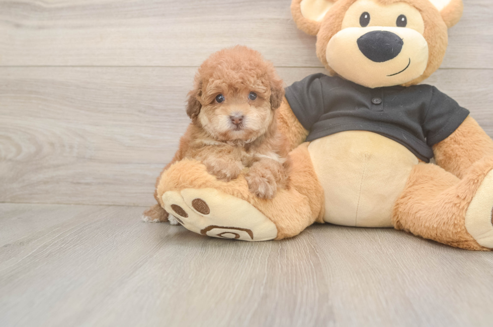 5 week old Poodle Puppy For Sale - Seaside Pups