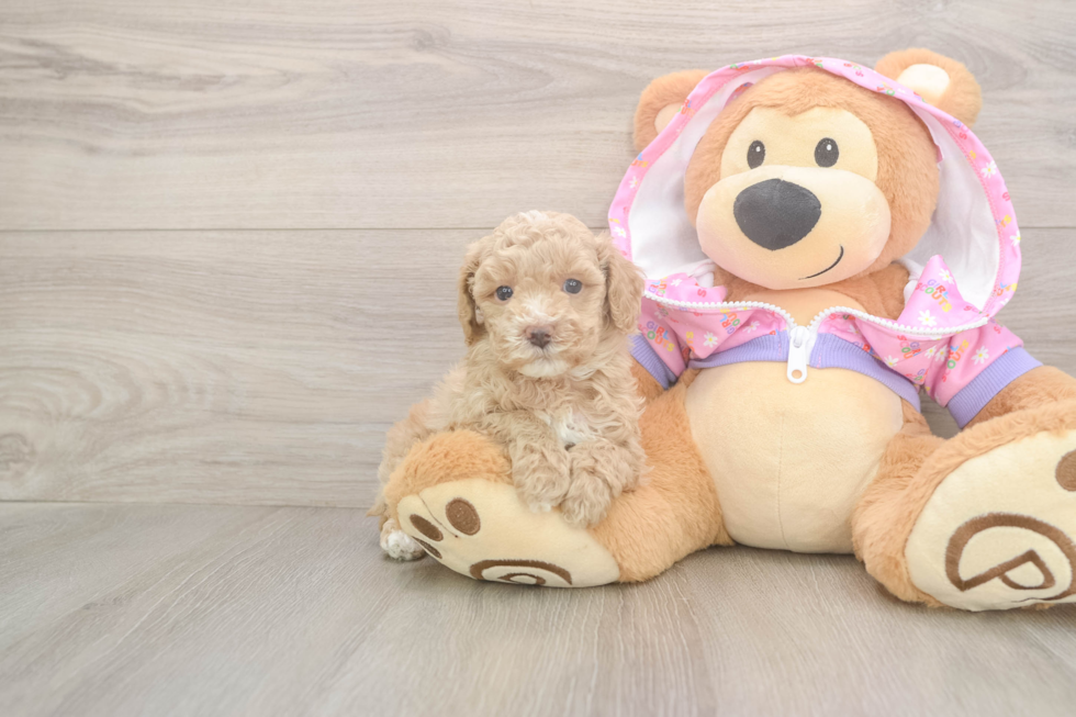 Fluffy Pudle Purebred Puppy