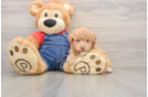 Poodle Pup Being Cute