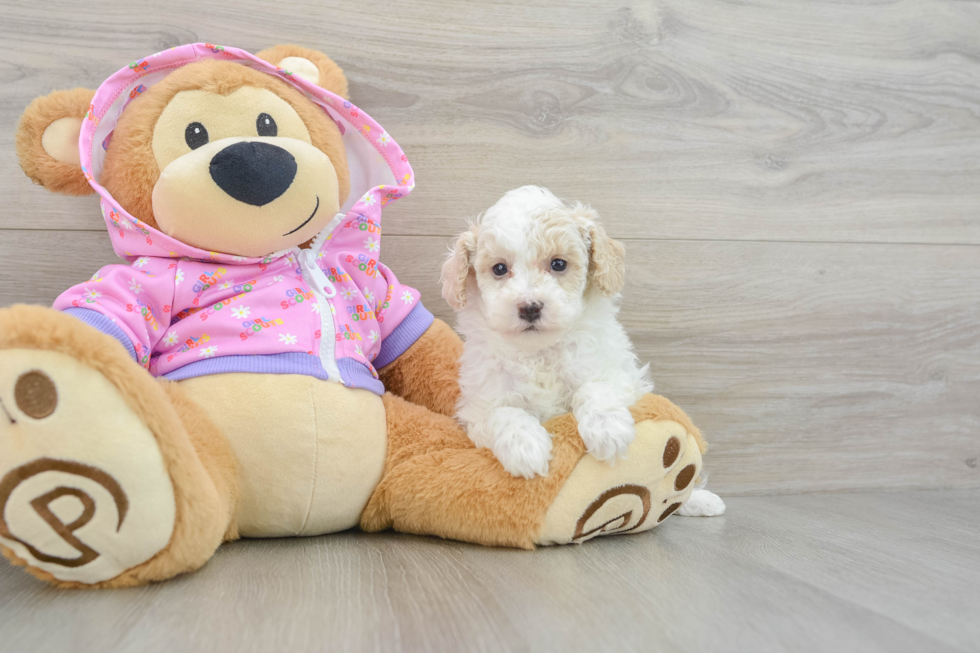 Cute Toy Poodle Purebred Puppy