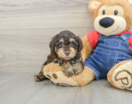 7 week old Poodle Puppy For Sale - Seaside Pups