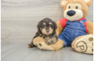 Poodle Pup Being Cute