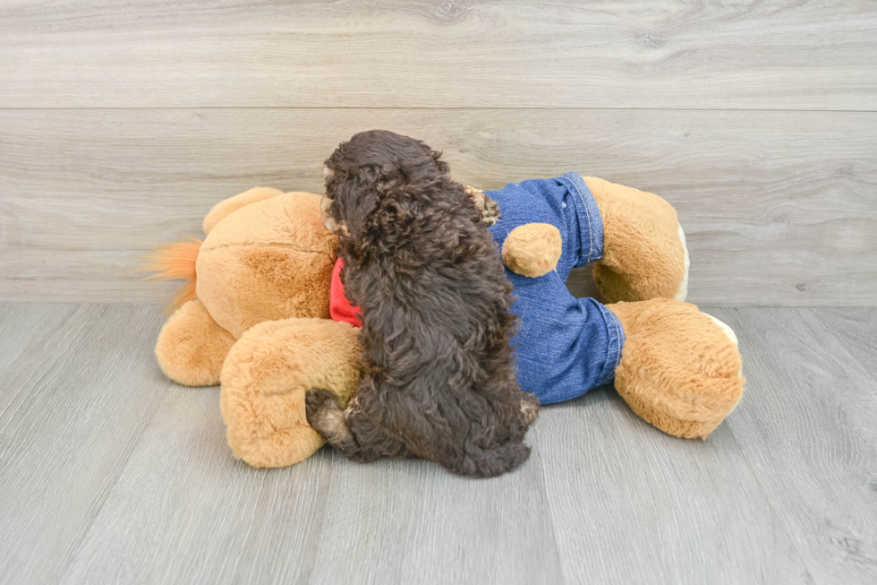 Best Poodle Baby