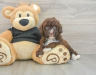 6 week old Poodle Puppy For Sale - Seaside Pups
