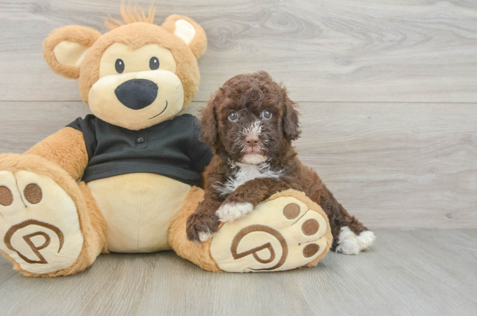 5 week old Poodle Puppy For Sale - Seaside Pups