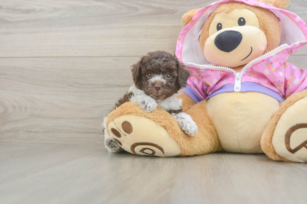 Funny Poodle Baby