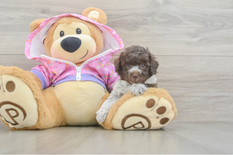 Fluffy Toy Poodle Purebred Puppy