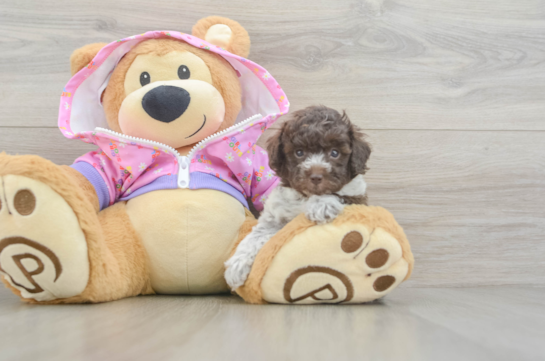 Fluffy Toy Poodle Purebred Puppy