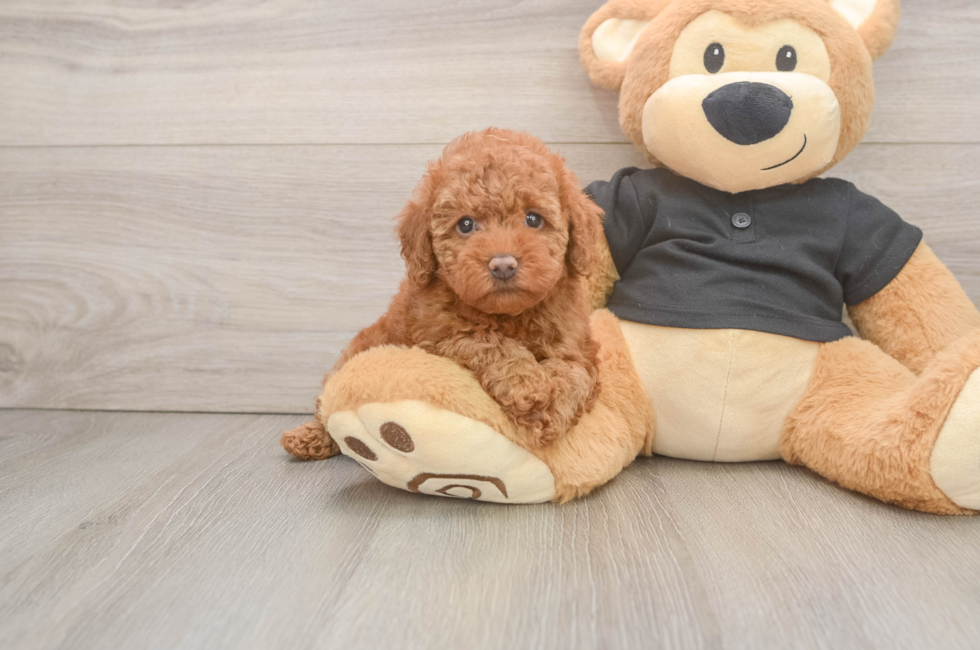 5 week old Poodle Puppy For Sale - Seaside Pups