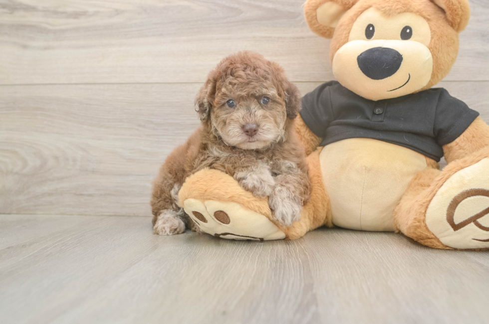 5 week old Poodle Puppy For Sale - Seaside Pups