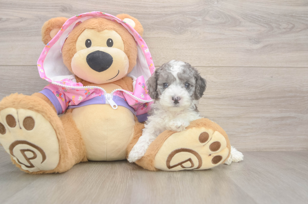 5 week old Poodle Puppy For Sale - Seaside Pups