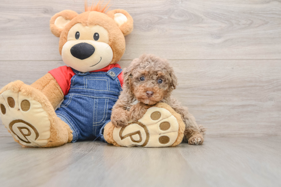 Akc Registered Poodle Purebred Pup