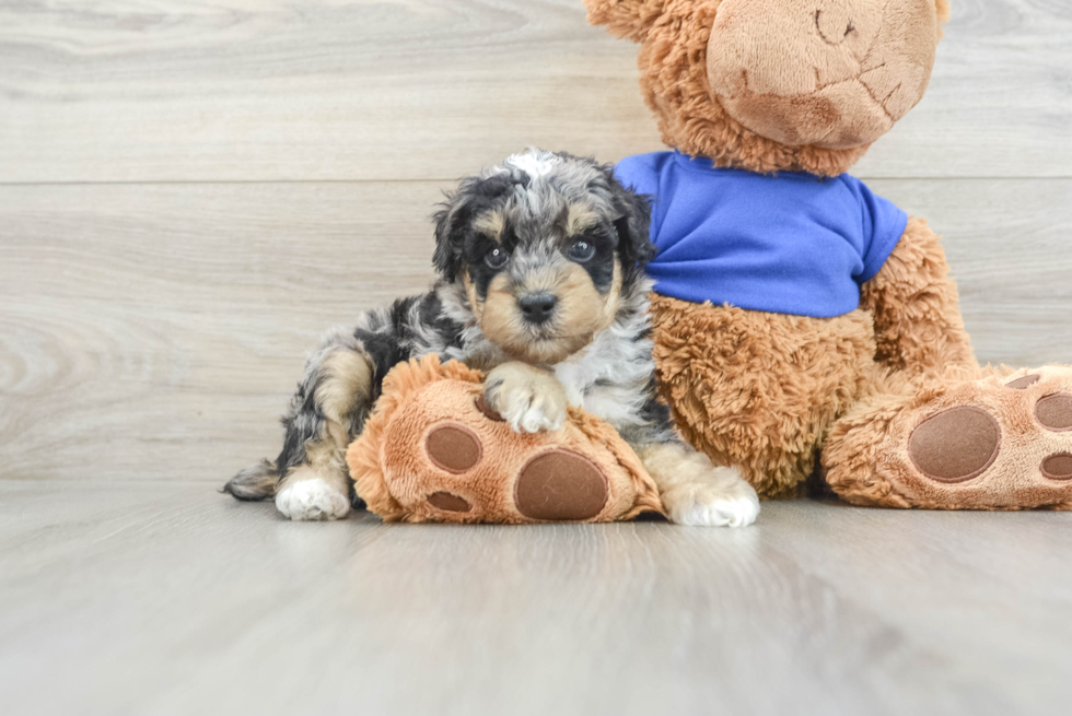 Petite Caniche Purebred Puppy