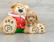 5 week old Poodle Puppy For Sale - Seaside Pups