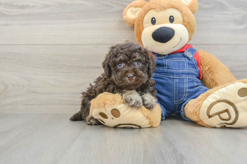 5 week old Poodle Puppy For Sale - Seaside Pups
