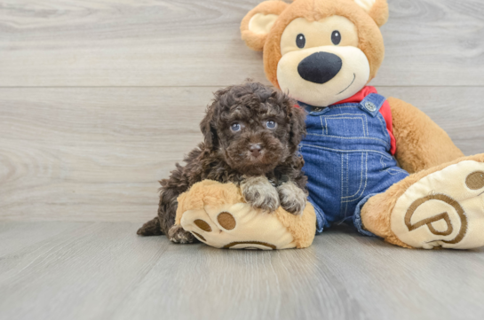 Petite Toy Poodle Purebred Puppy