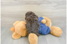 Small Poodle Purebred Pup